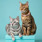 Luxury Cat / Cuban Chain