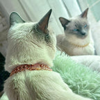 Luxury Cat / Cuban Chain