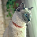 Luxury Cat / Cuban Chain