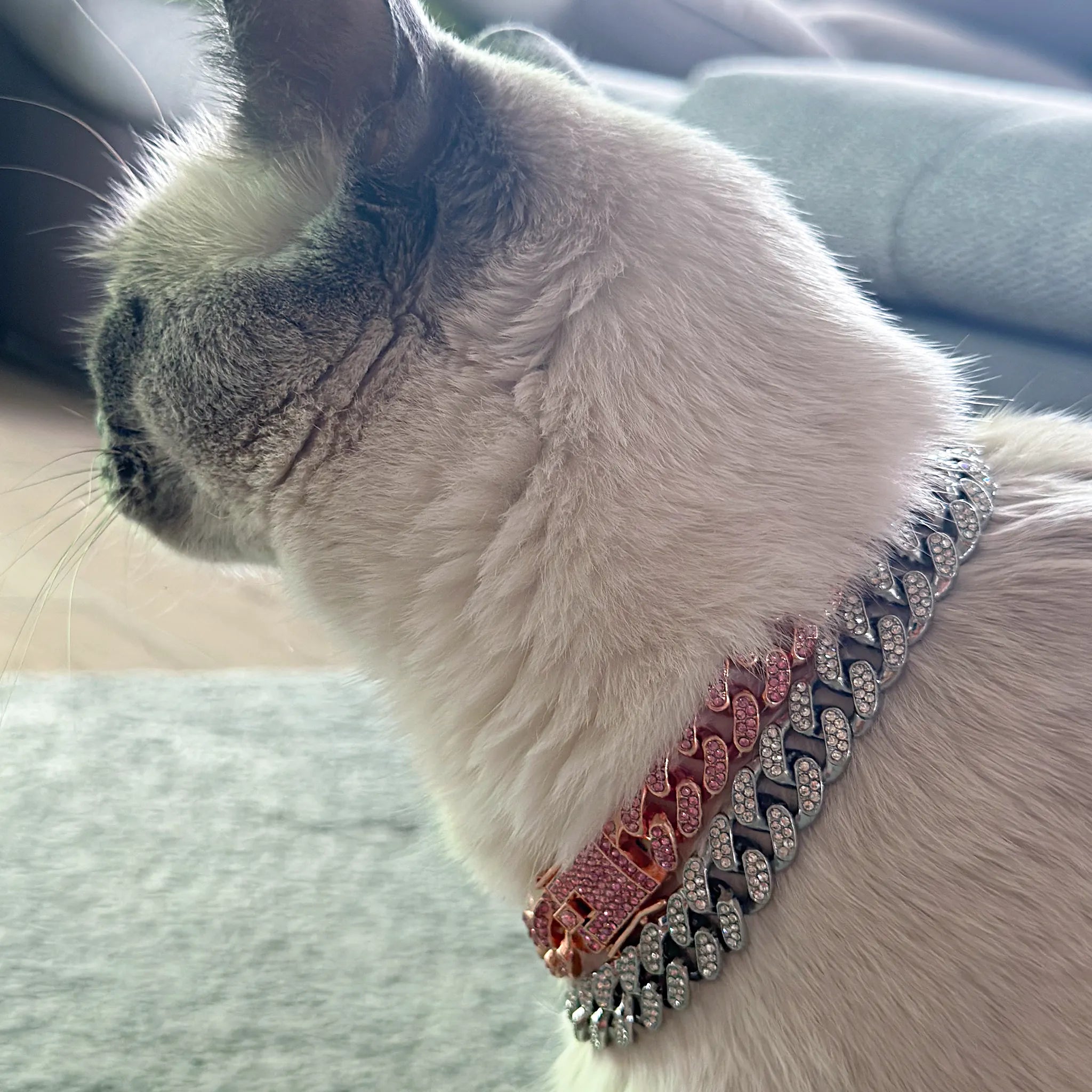 Luxury Cat / Cuban Chain