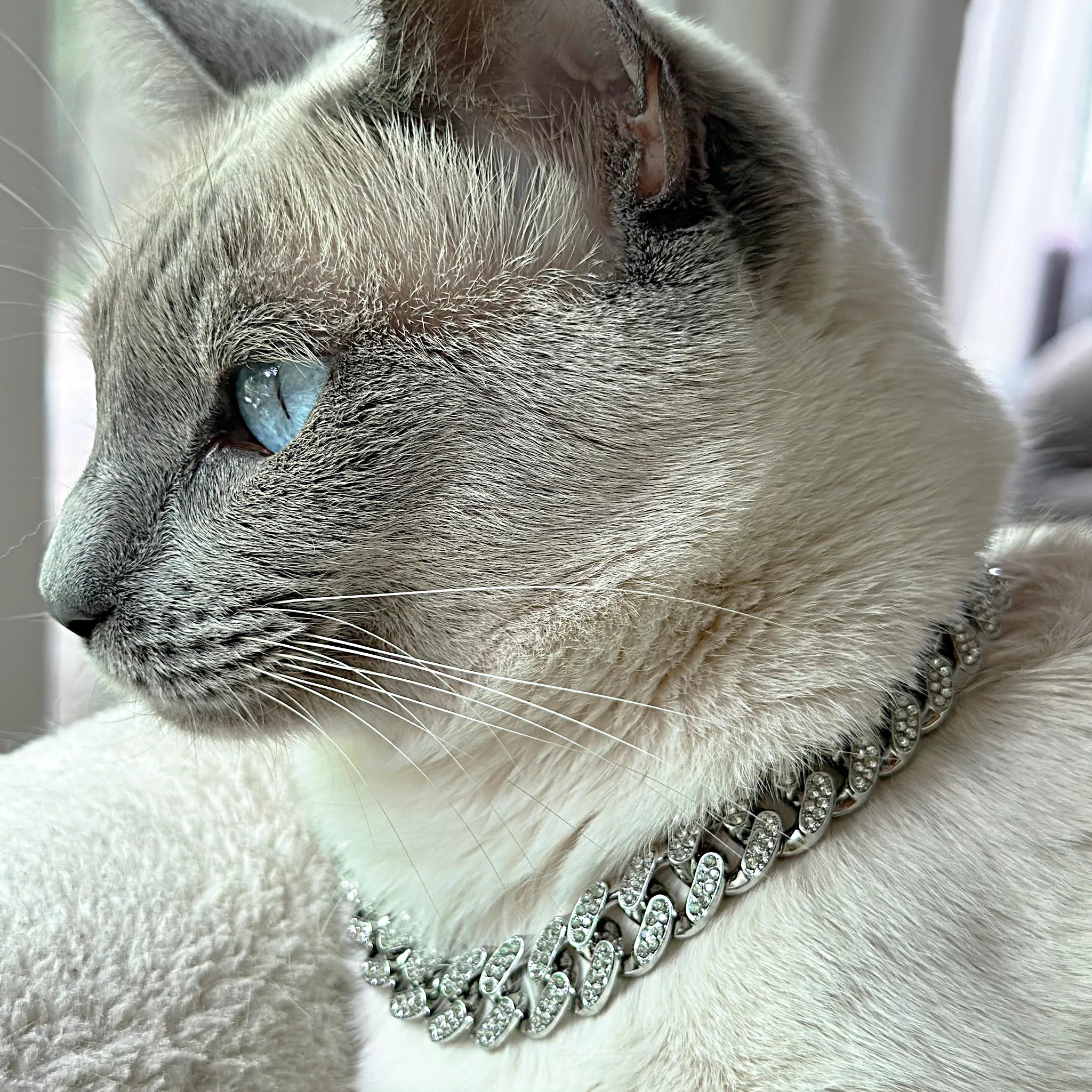 Luxury Cat / Cuban Chain